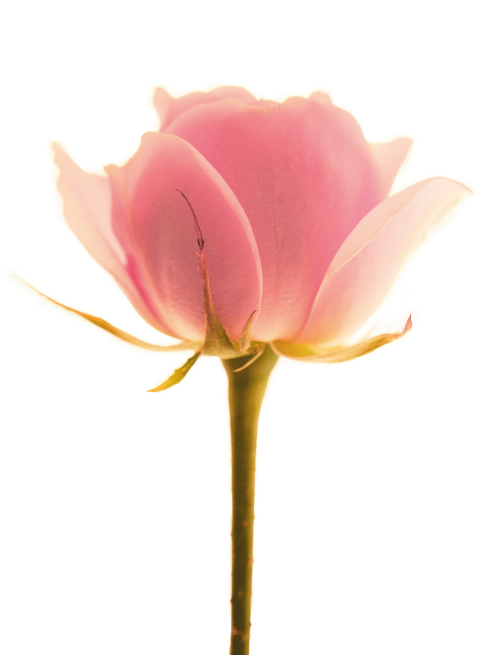 얼굴 위에 꽃잎을 얹은 순간 피어난 색색의 메이크업 팔레트